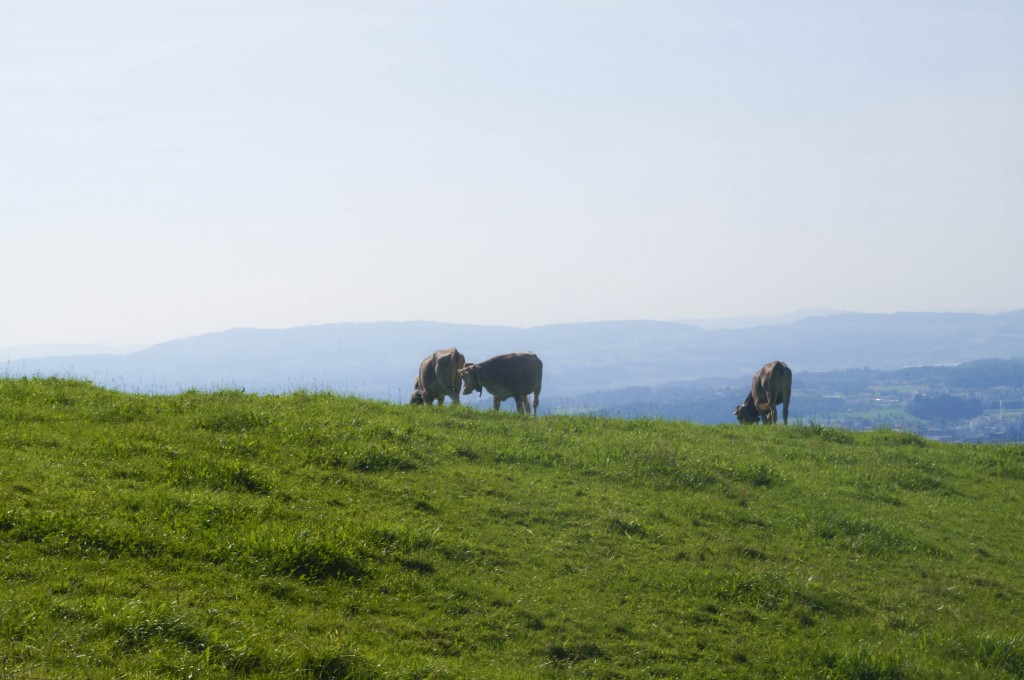 Swiss Cows near Zurich