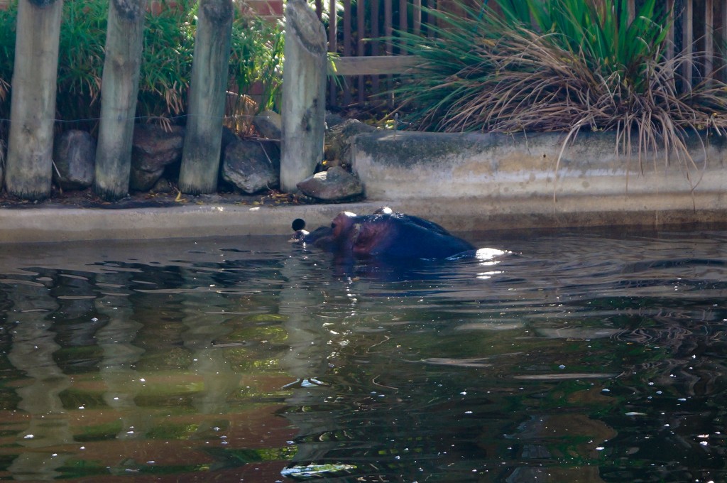 Adelaide-Zoo-Hippo