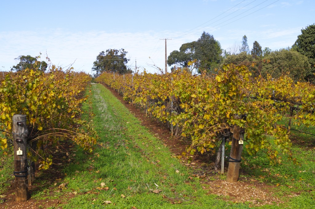 Barossa Valley Vines