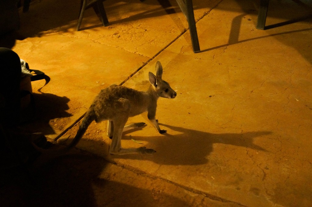 Joey, baby kangaroo, Coober Pedy