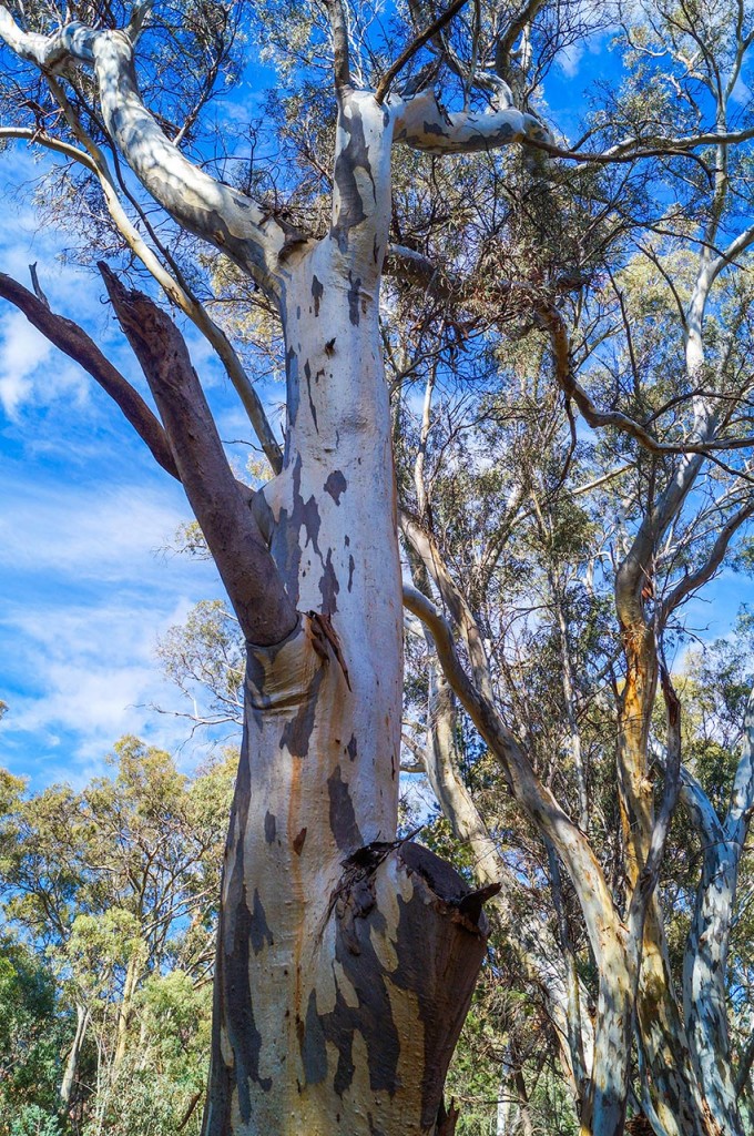 Eucalyptus tree in Wilpena Pound