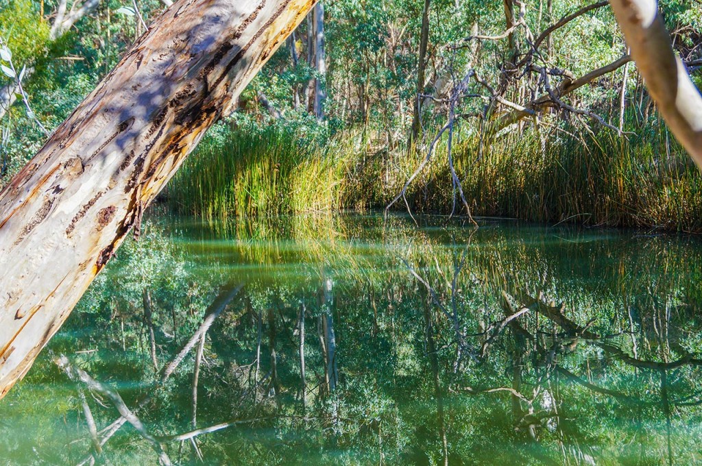 Murky water in Wilpena Pound