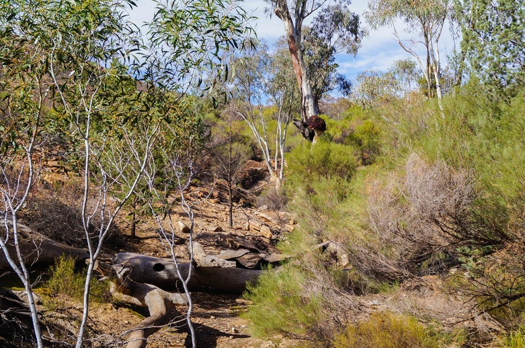 Flinders-Ranges-5