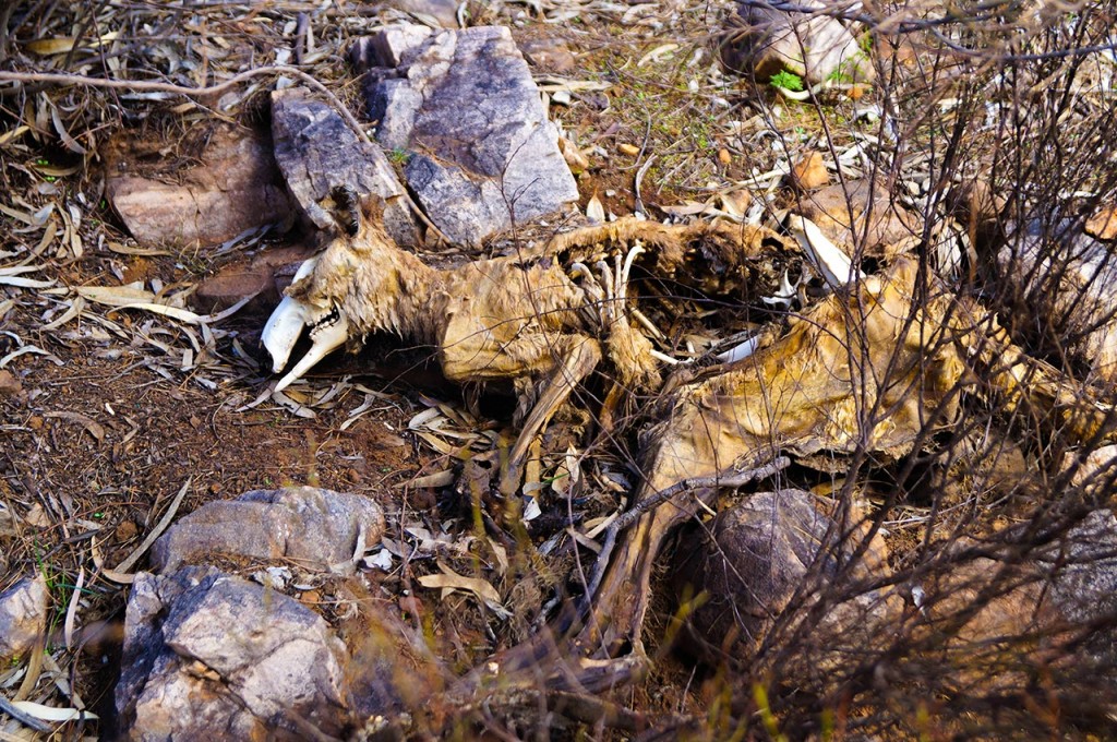 Decaying Wallaby Corpse