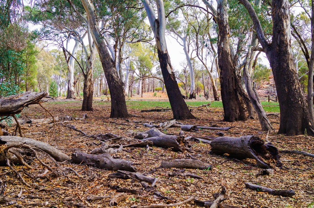 Flinders-Ranges-9