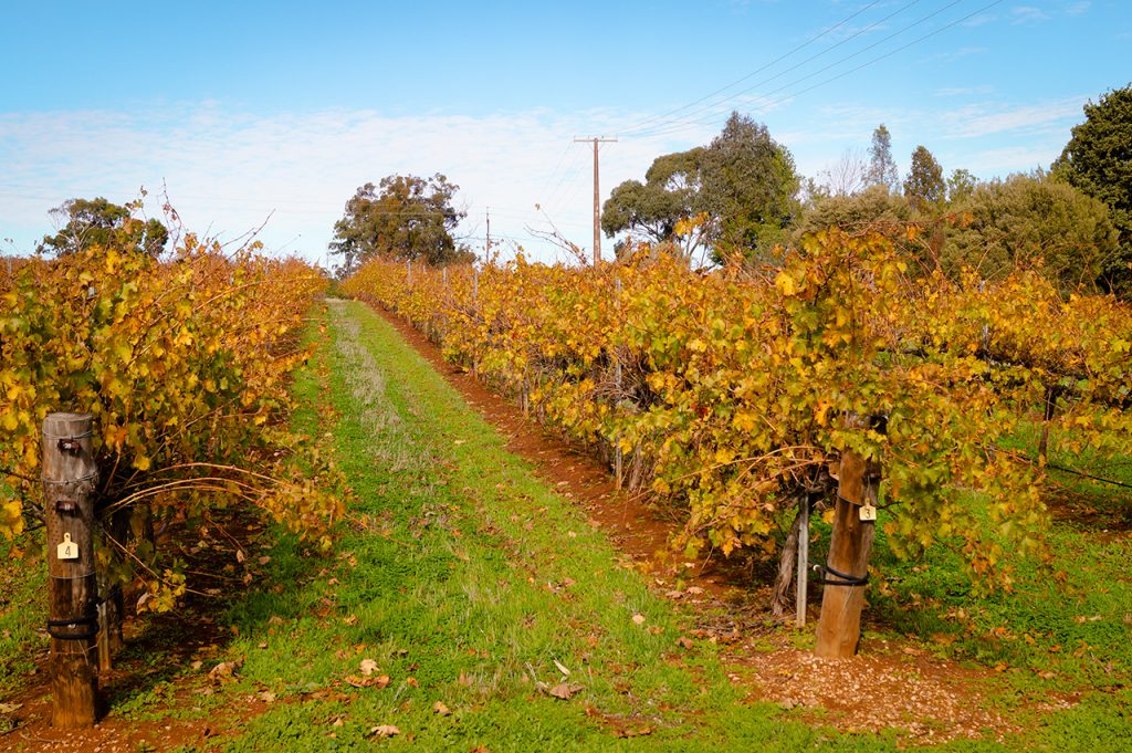 Barossa Valley Vineyard