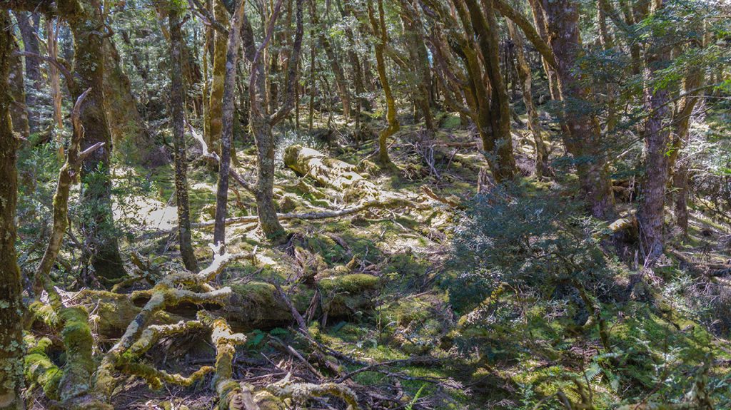 Cradle Mountain 7k Hike