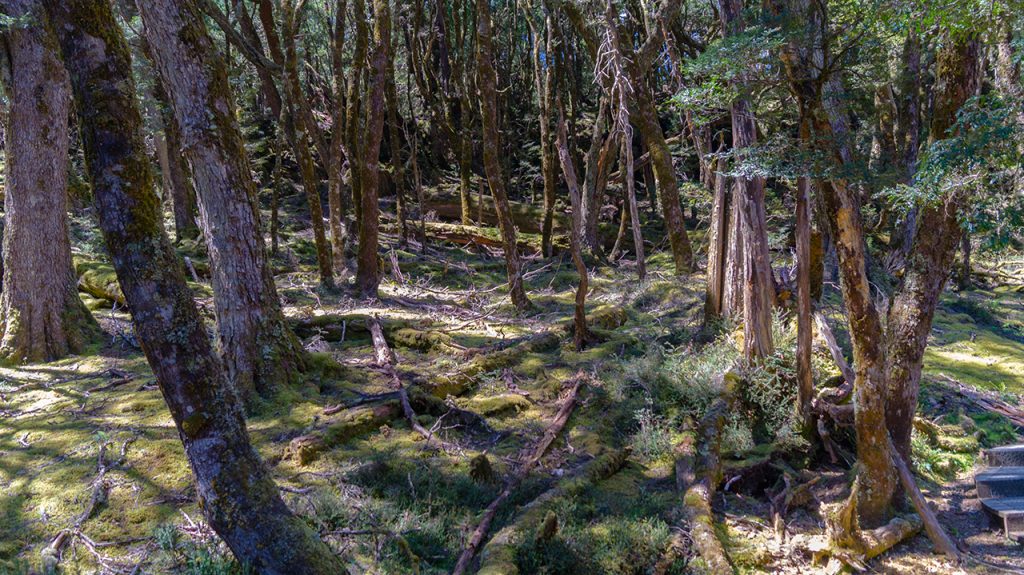 Cradle Mountain 7km Walk