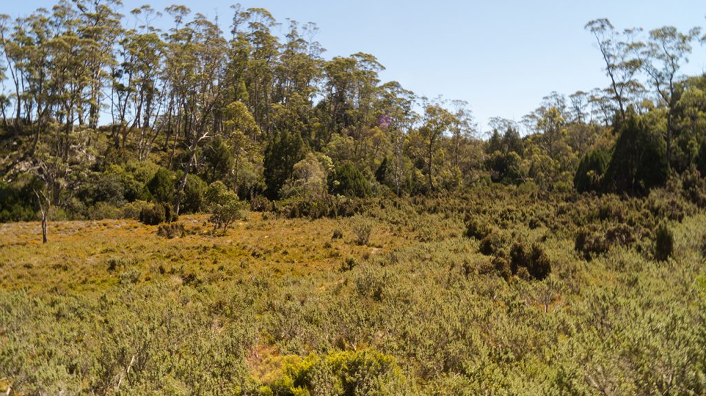 Cradle Mountain Meadow