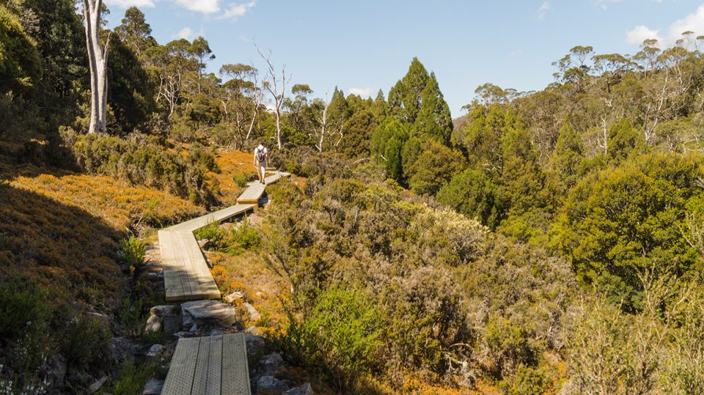 Wooden path Cradle Mountain