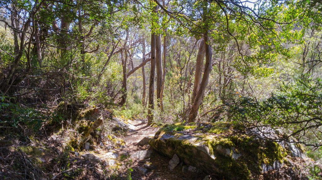 Cradle Mountain Forest