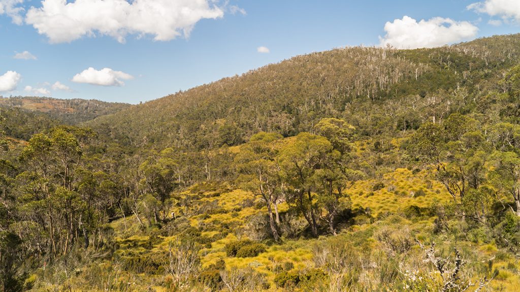 Open meadows Cradle Mountain