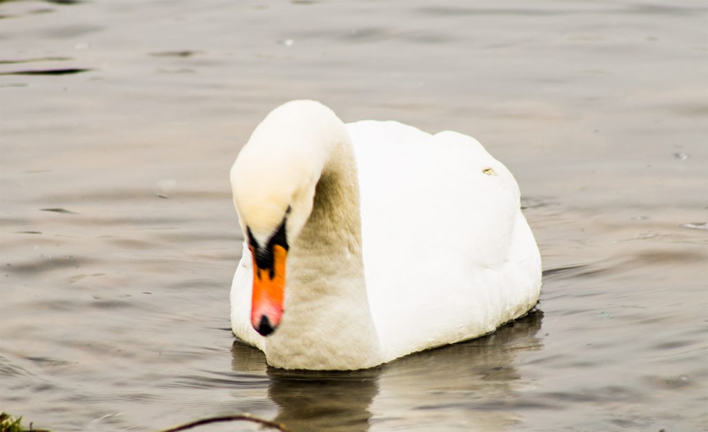Swan at Chasewater