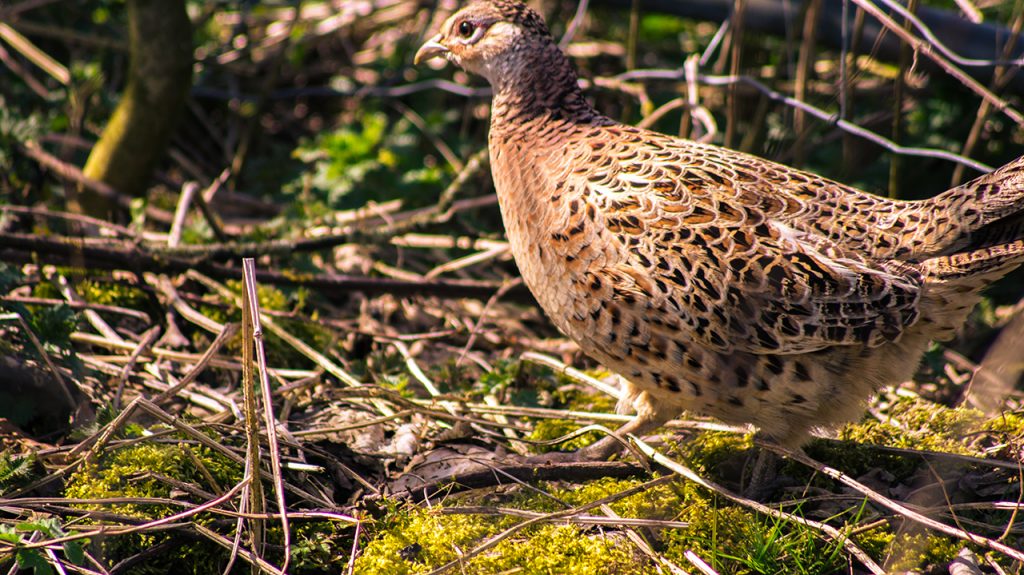 Pheasant Hen in the Peak District