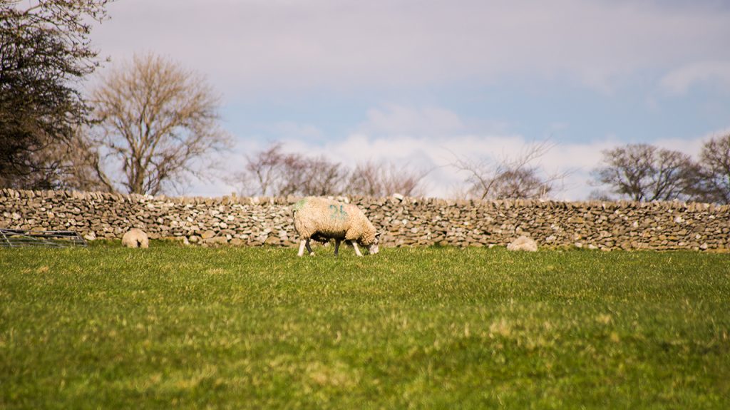 Derbyshire Sheep in the Peak District