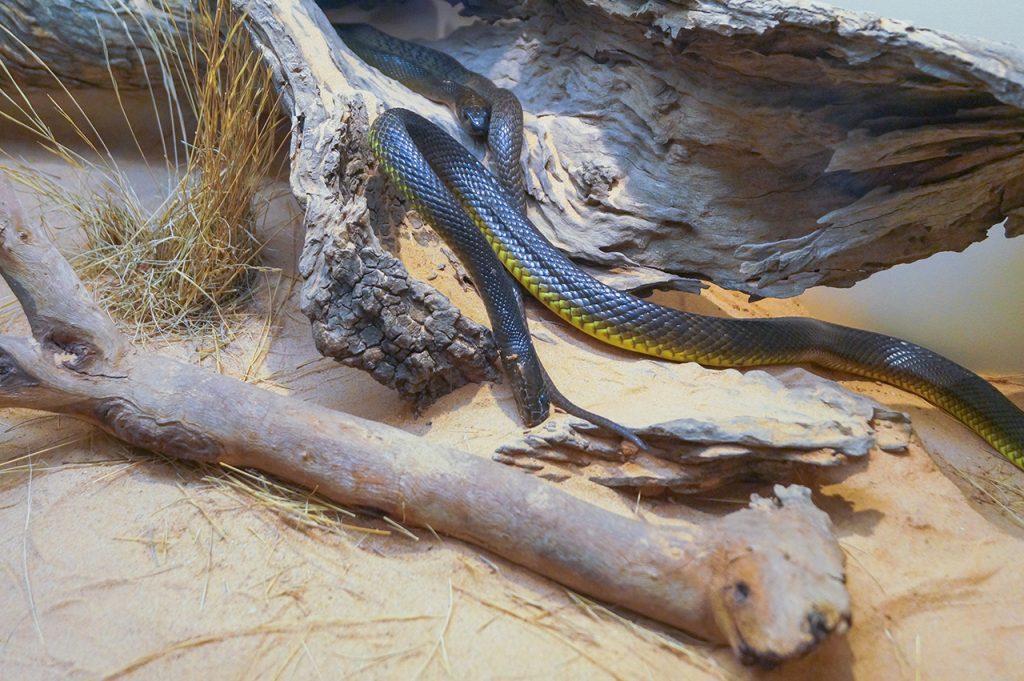 A snake at Alice Springs Reptile Centre