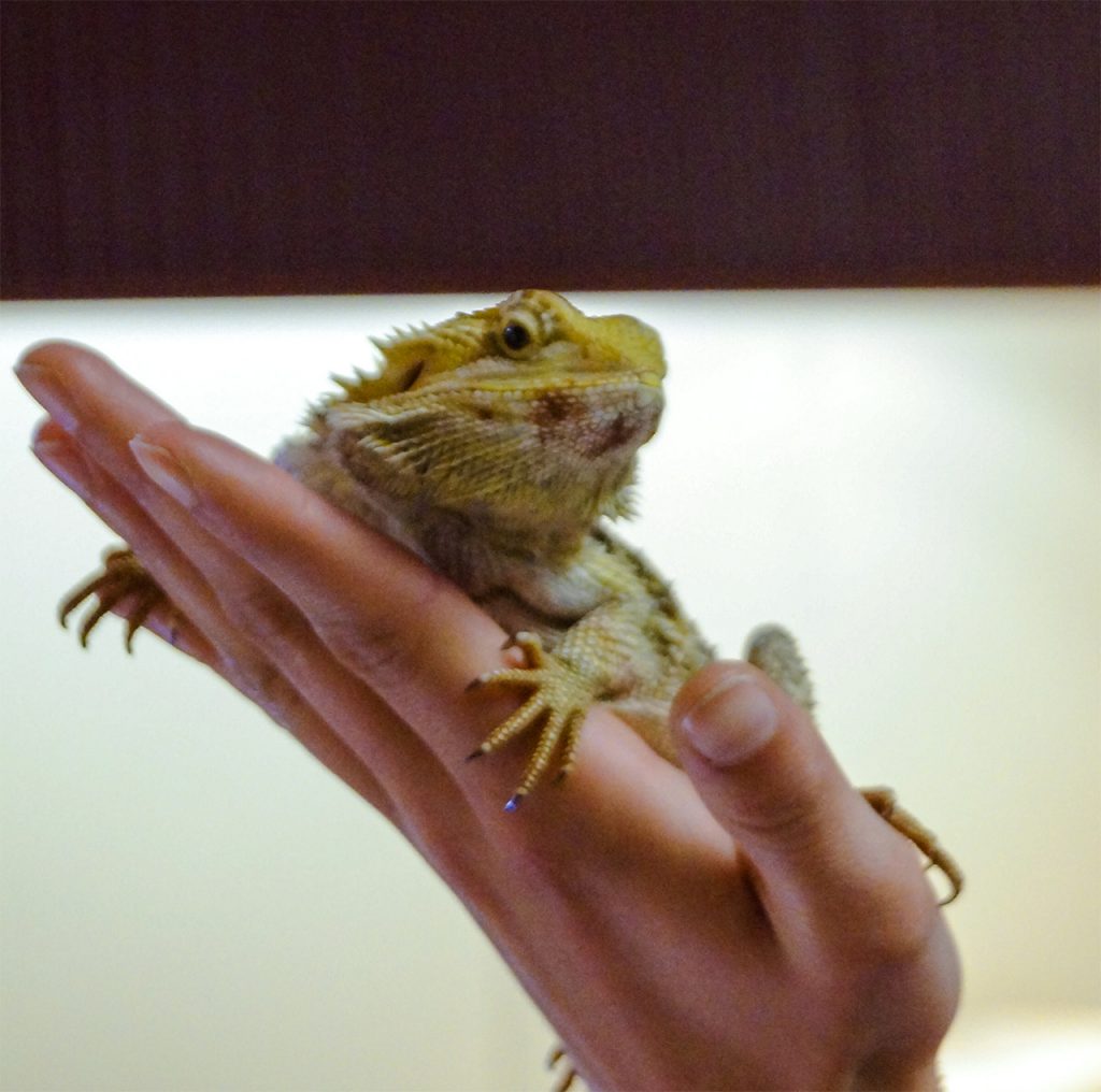 Photogenic bearded dragon