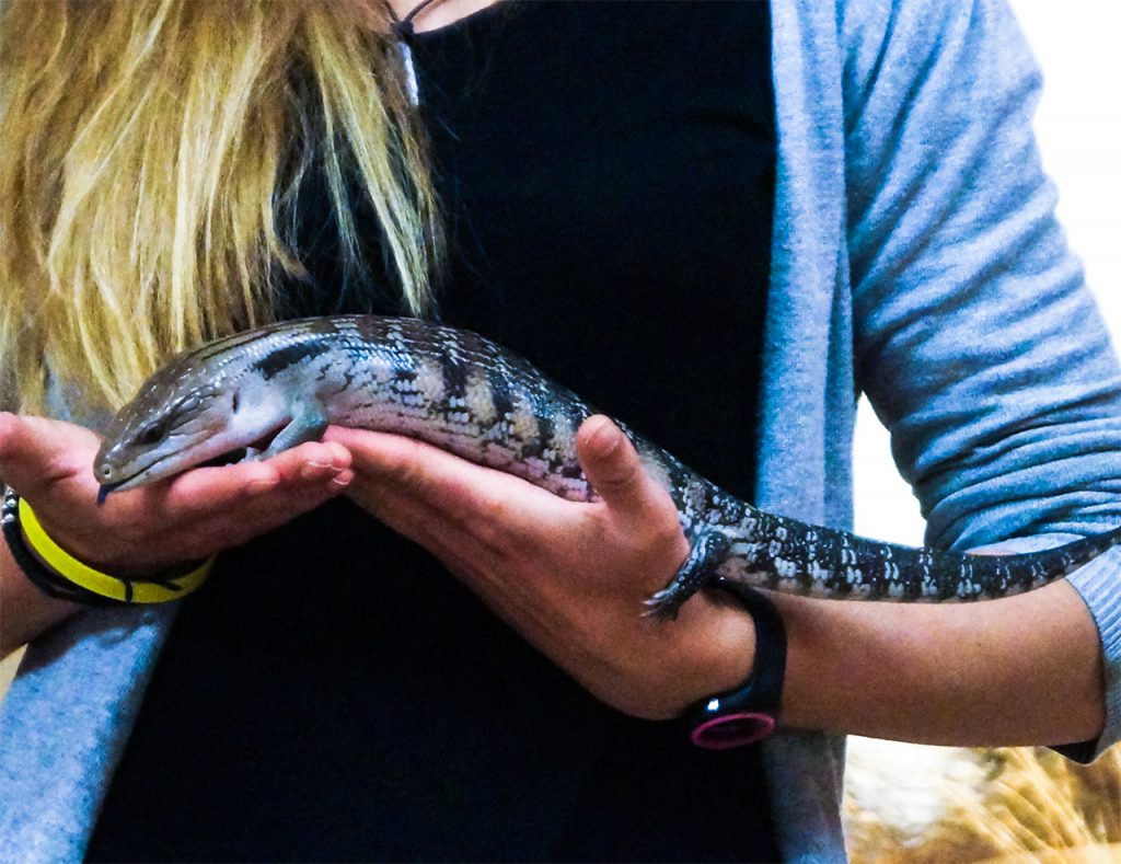 Blue Tongue lizard Alice Springs Reptile Centre Handling Session