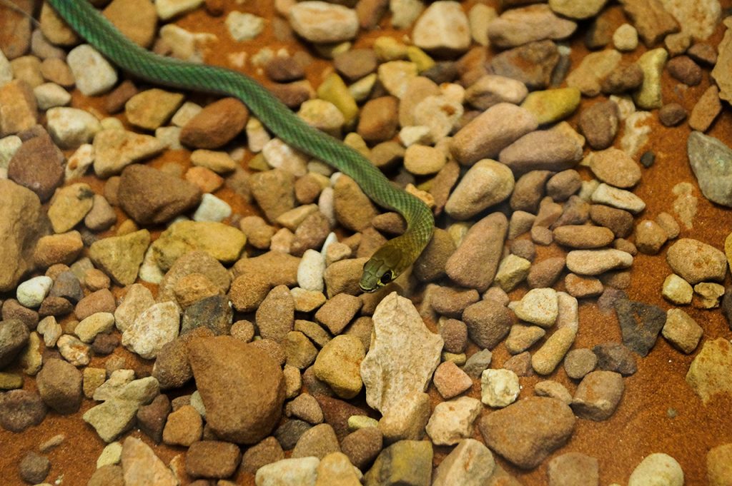 Super cute snake at Alice Springs Reptile Centre