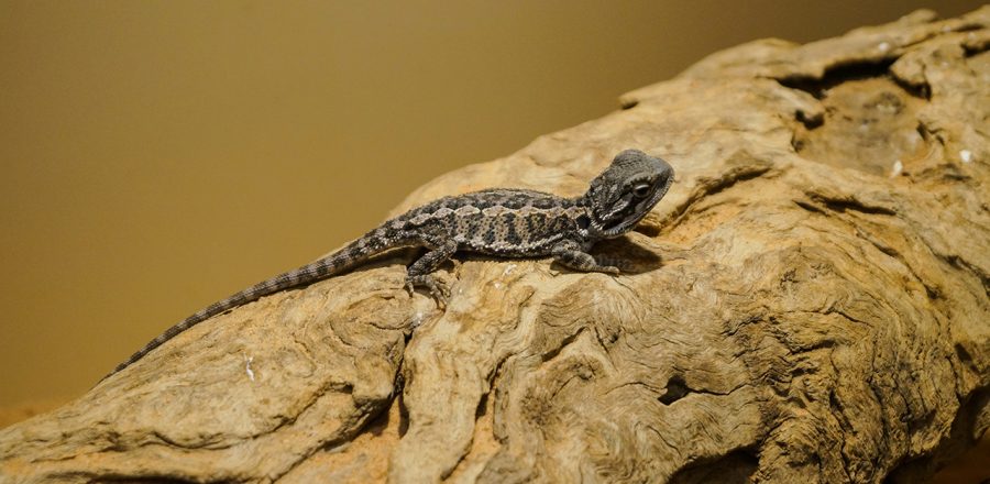 Alice Springs Reptile Center See Snakes Lizards Crocodiles
