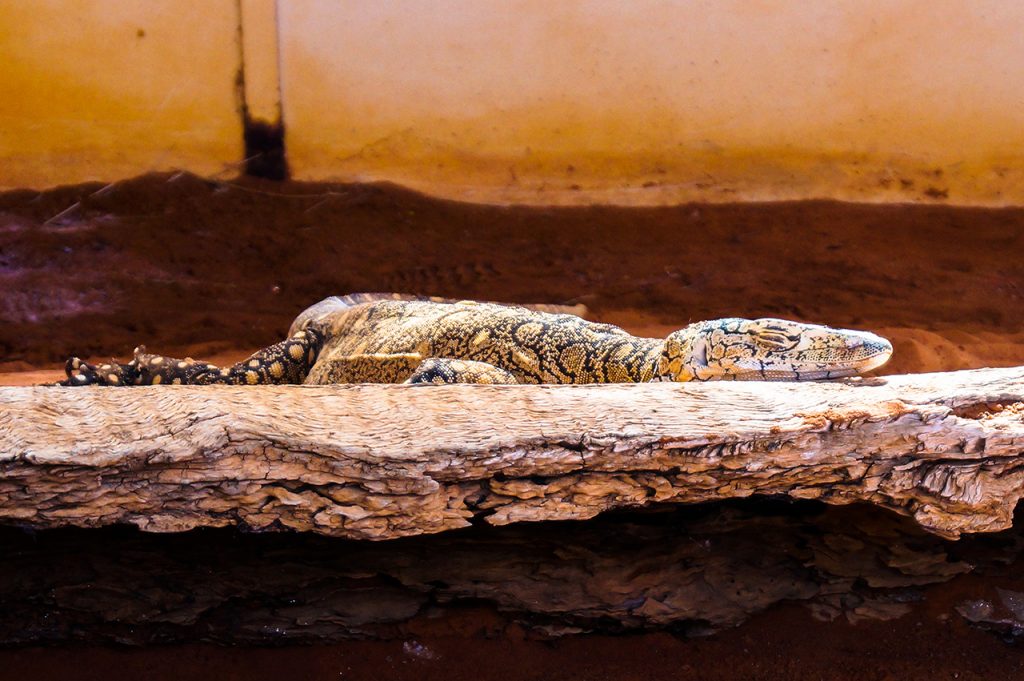 Alice Springs Reptile Centre