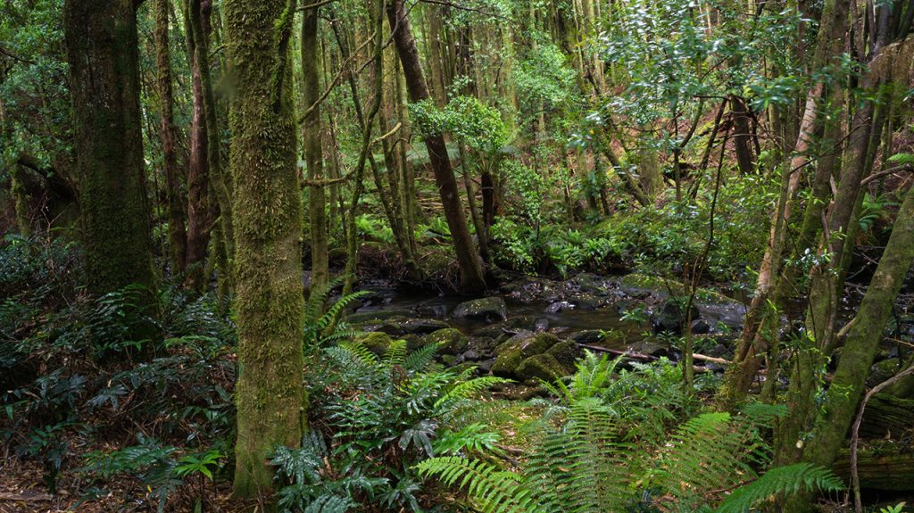 Tasmania forest track to waterfall