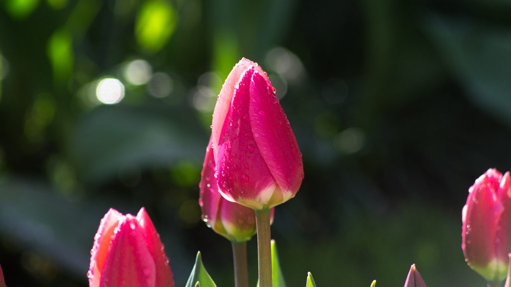 Dew on a Tulip Keukenhof Gardens