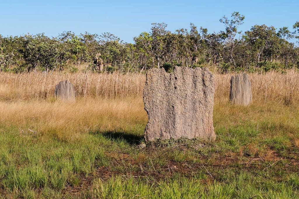 Termite Mounds Kakadu National Park
