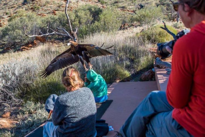 Wedge Tailed Eagle Attacks Boy. Supplied: Christine O'Connell, Instagram: @55chris