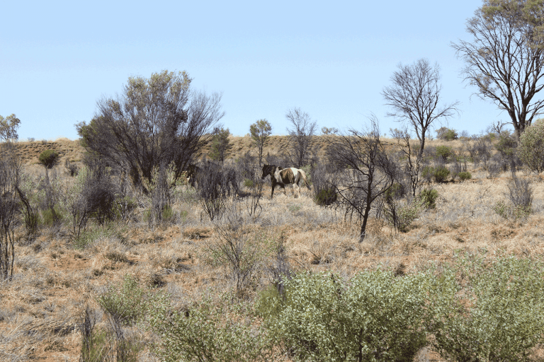 The Deadliest Animal in Australia