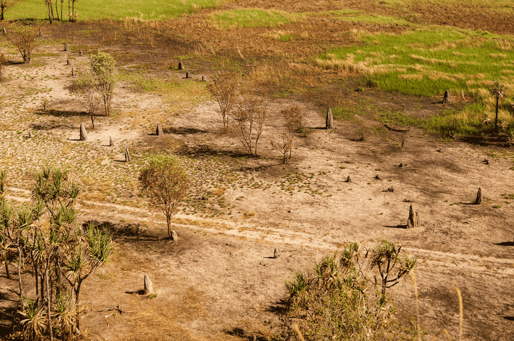 Termite mounds at the Nadab Floodplain