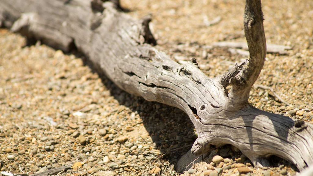 Deadwood at Lake St Clair