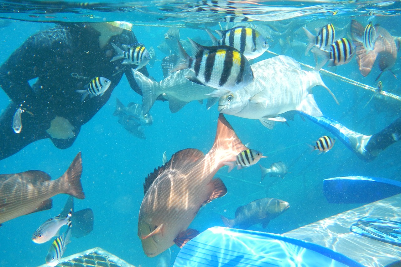 Photo by Robert Linsdell at Agincourt Reef, Great Barrier Reef, Queensland