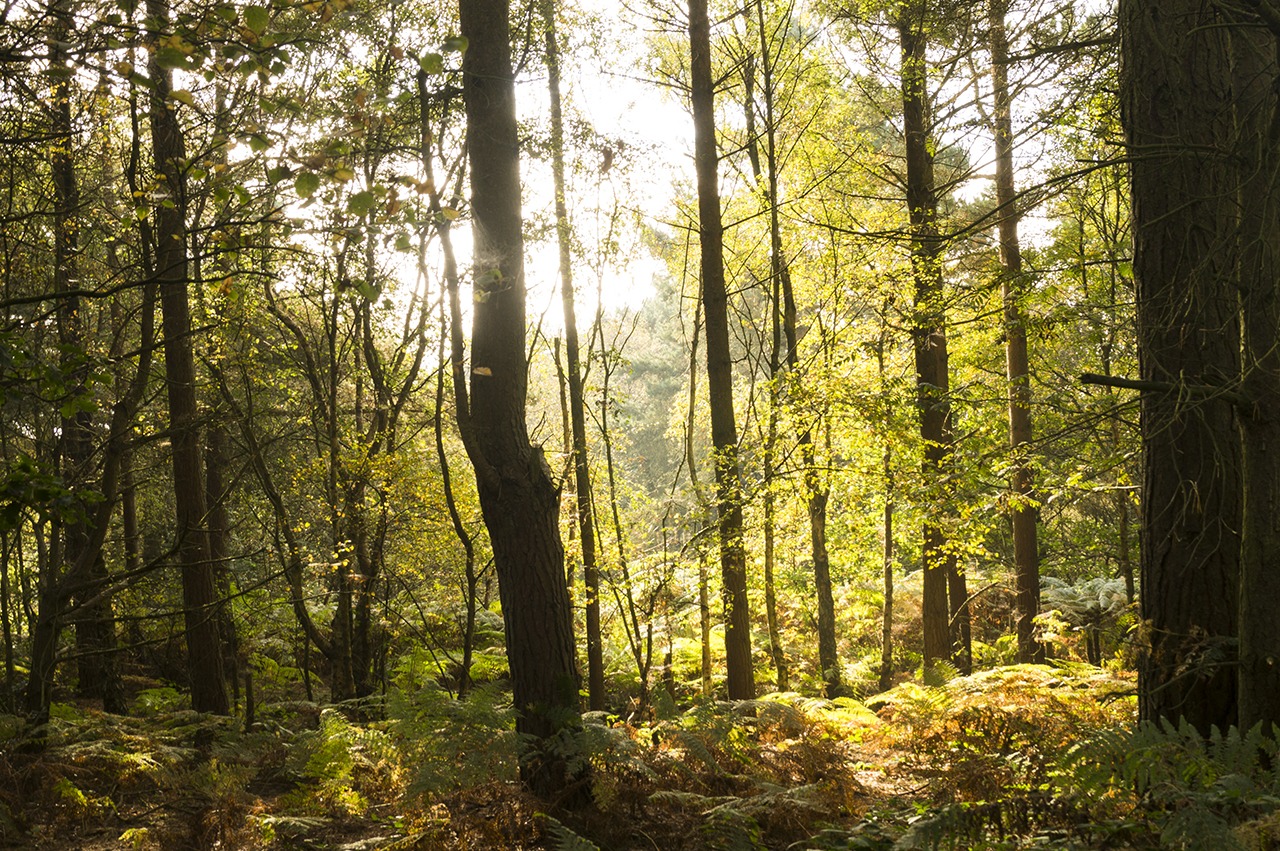 Cannock Chase near Shoal Hill in the morning sun