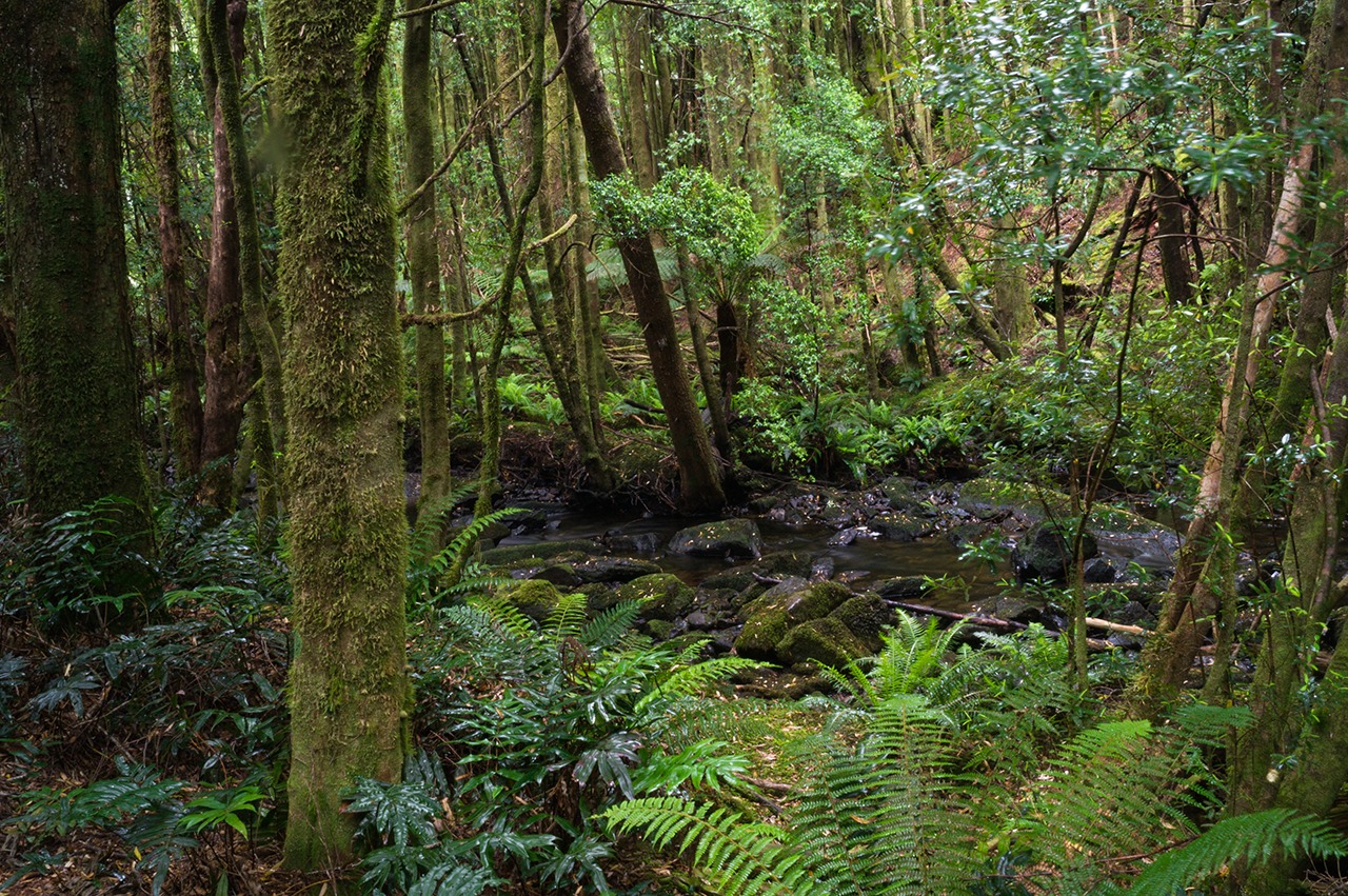 Forest walk just off the side of the road in Tasmania