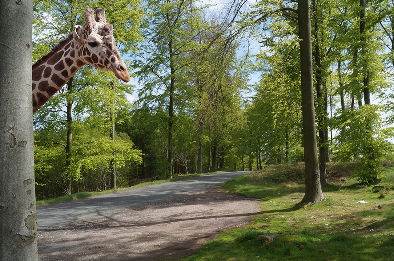 Giraffe on Cannock Chase