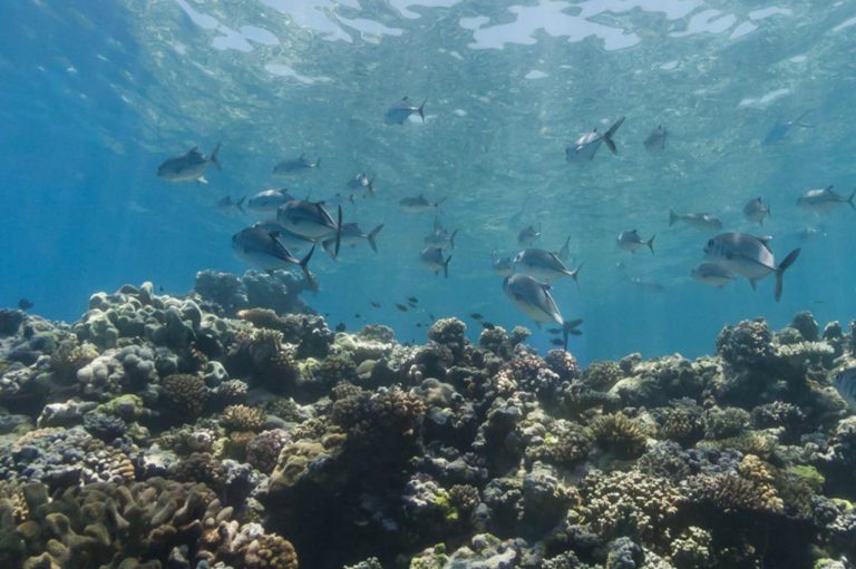 The Great Barrier Reef: A Google Street View