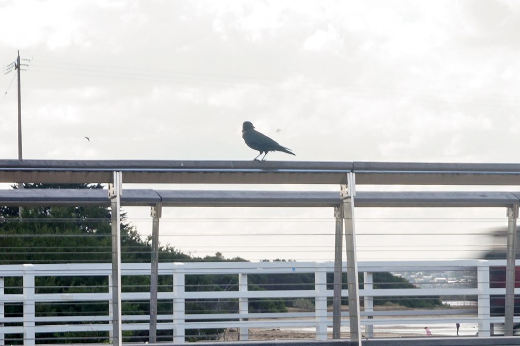 Beach scene photography tips for beginners - an overexposed bird