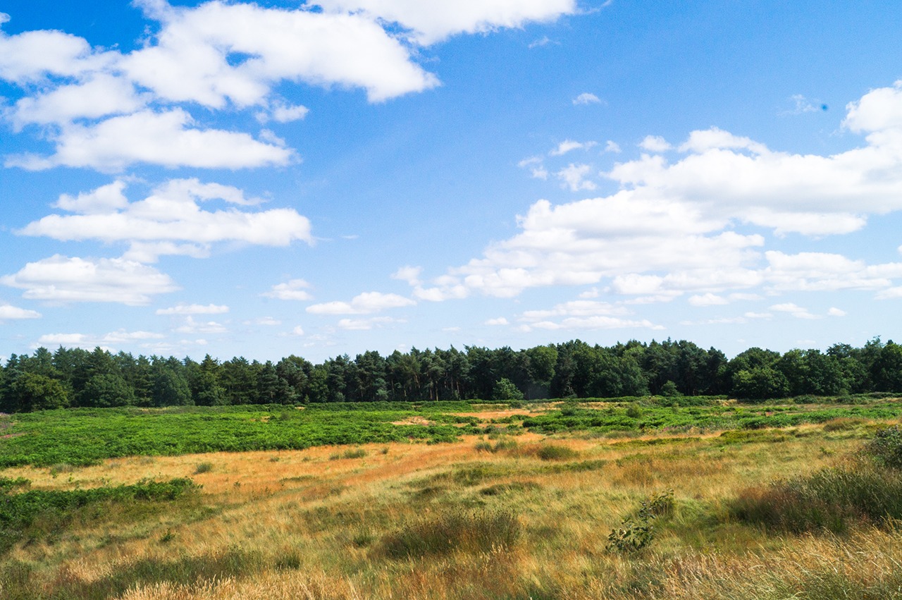 Castle Ring Iron Age Hill Fort on Cannock Chase