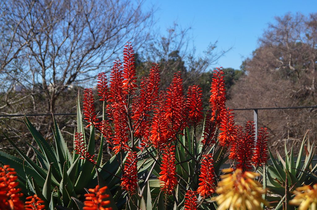 Flowers in Sydney Botanic Gardens