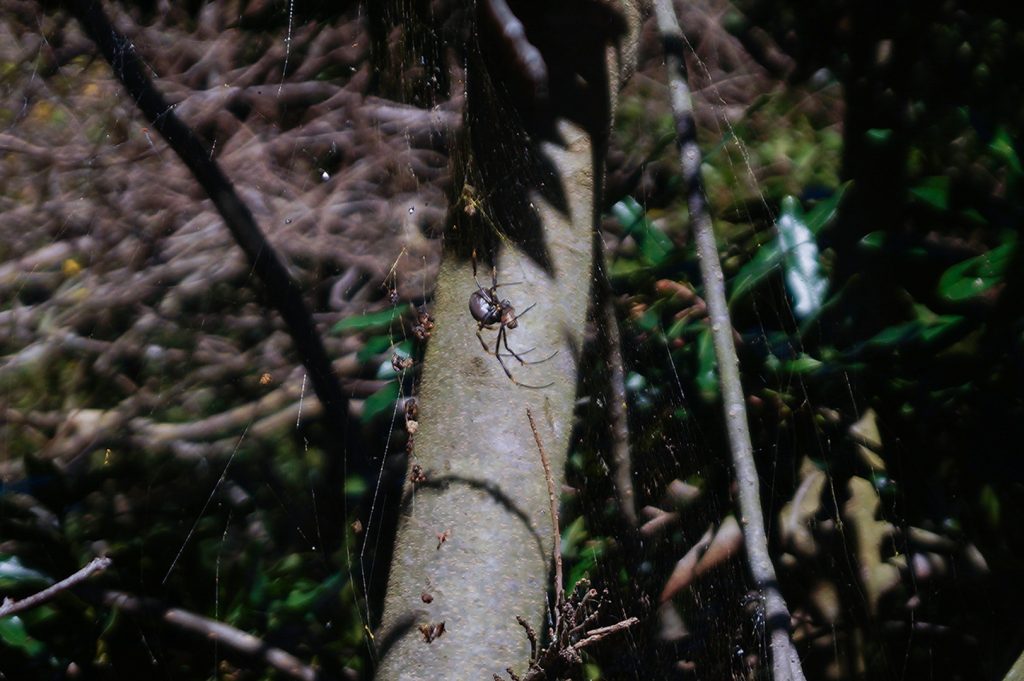 Spider in Sydney