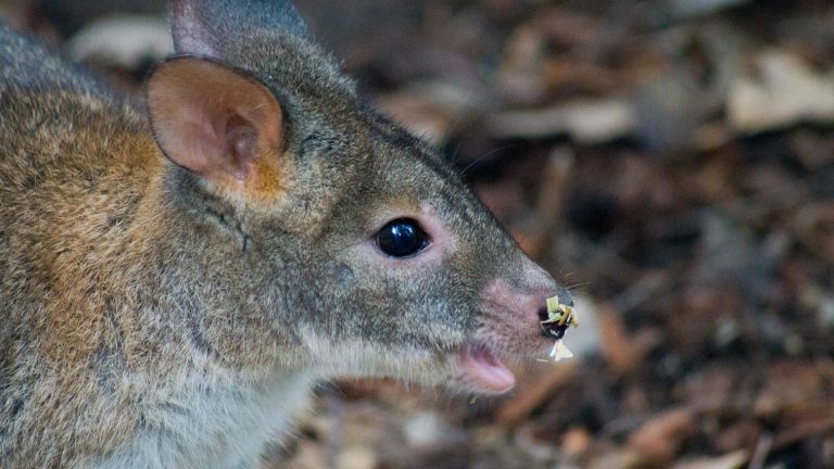 Featherdale Wildlife Park’s Furry Citizens