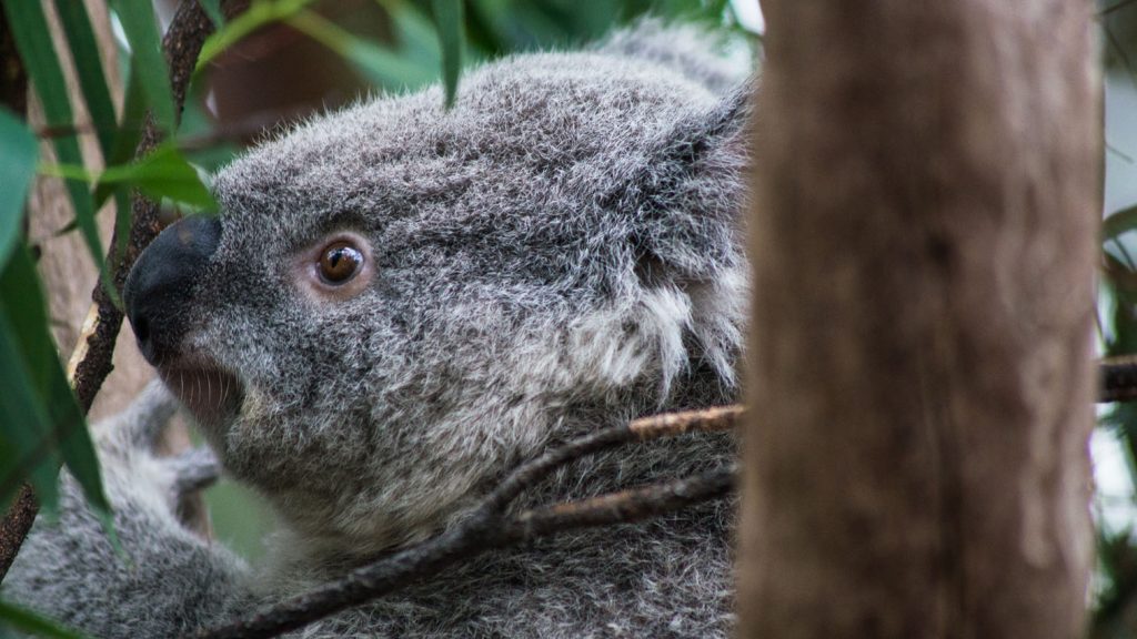 Koala at the animal sanctuary